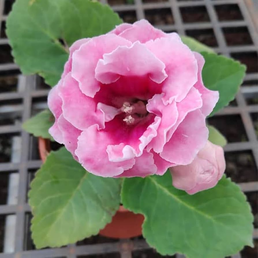 White and Pink Gloxinia Seeds for Planting