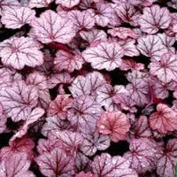 Baby (Baby Pink) seeds for planting in home garden