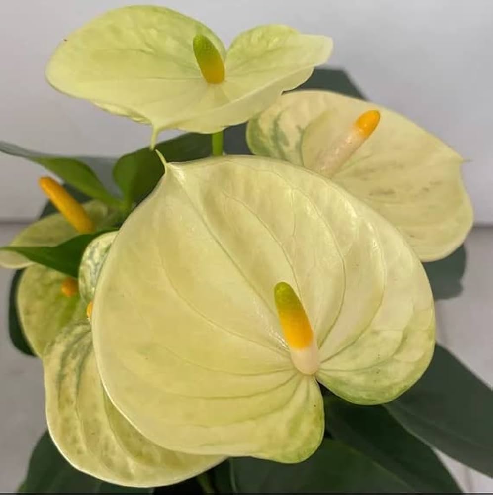 Yellow Anthurium for Planting Compact Growth Heirloom & GMO Free Seeds for Home Garden
 
 Sale