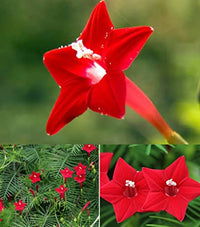 Red Cypress Flower seeds for Planting - Long Bloom Season, Heirloom & GMO Free Seeds for Home Garden