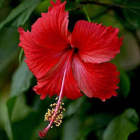 Hibiscus Seeds for Planting Hibiscus Rosa-Sinensis mixed flower bed patio pot