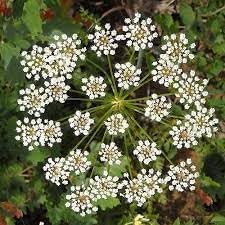 Anisum Flower seeds for Planting Wildflower Mix Heirloom & GMO Free Seeds for Home Garden 
 
 Sale for planting in home garden