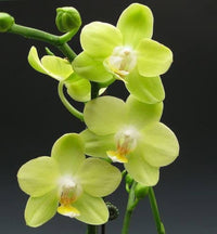 Light Green Orchid Flower Seeds for Planting – Easy to Grow Heirloom & NonGMO Seeds for Home Garden
 
 Sale