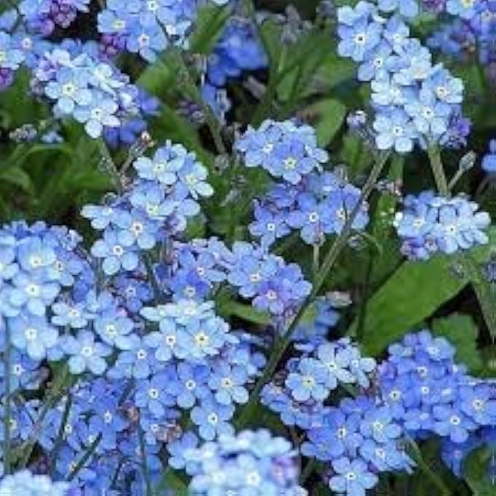 Sea Blue Myosotis Sylvatica Flower seeds for Planting - Seasonal Bloomer, Heirloom & GMO Free Seeds for Home Garden