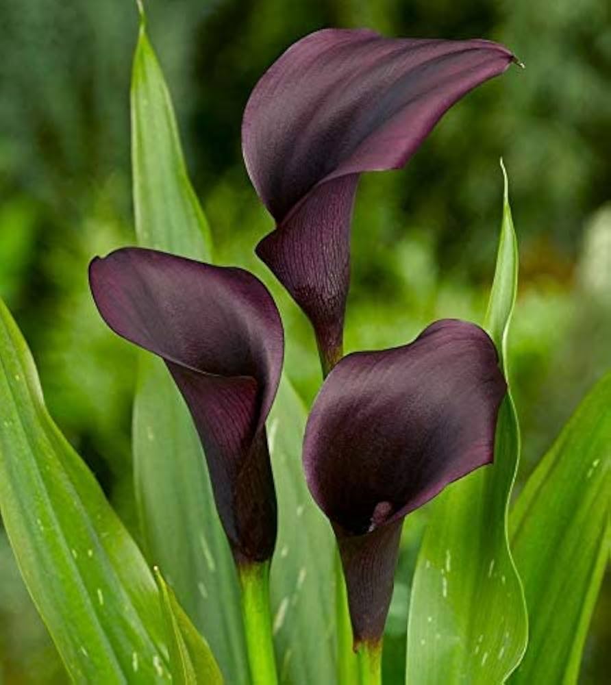 Dark Gray Calla Flower Seeds for Planting Long Bloom Season Heirloom & GMO Free Seeds for Home Garden
 
 Sale