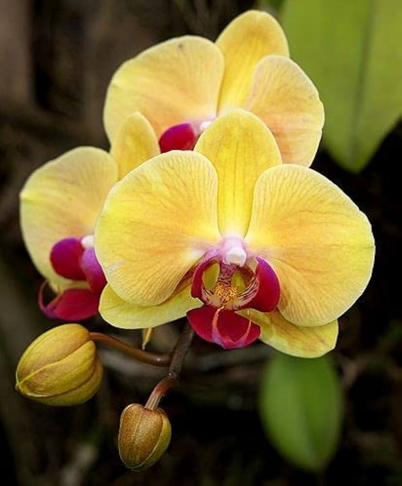 Light Yellow Dendrobium Flower seeds for Planting - Shade Tolerant, Heirloom & GMO Free Seeds for Home Garden