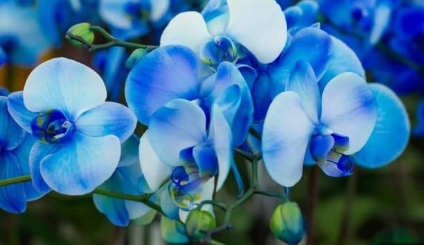 Butterfly Orchids Flower seeds for Planting - Hardy Variety, Heirloom & GMO Free Seeds for Home Garden
 
 Sale for planting in home garden.