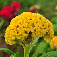 Mixed Cockscomb Celosia argentea Flower Seeds for Planting in Flower Bed and Garden