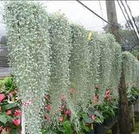 Heirloom Dichondra Flower seeds for Planting Vibrant Colors Heirloom & GMO Free Seeds for Home Garden 
 
 Sale for planting in home garden