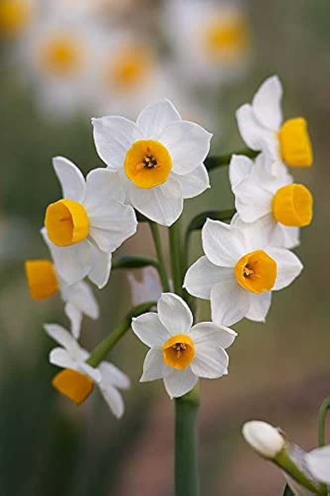 Narcissus Flower Seeds for Planting  Grow Beautiful Cream Blooms