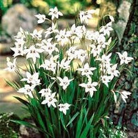 Acidanthera Flower seeds for Planting Fragrant Blossoms Heirloom & GMO Free Seeds for Home Garden 
 
 Sale for planting in home garden