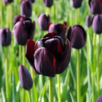 California Poppy Flower Tulip Black Seeds for Planting - Elegant Purple Tulip Flower Seeds for Stunning Gardens Planting Seeds - 1 pcs