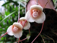 Monkey Face Orchid Flower Planting Seeds  Unique & Exotic Blooms for Your Garden