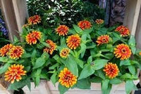 Zowie Flower seeds for Planting - Bright Blooms, Heirloom & GMO Free Seeds for Home Garden
 
 Sale seeds for home garden