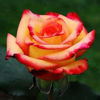Orange Yellow Rose Flower seeds for Planting Drought Tolerant Heirloom & GMO Free Seeds for Home Garden 
 
 Sale seeds for home garden planting
