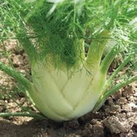 Fennel Plug Plants for Herb and Vegetable Gardens
