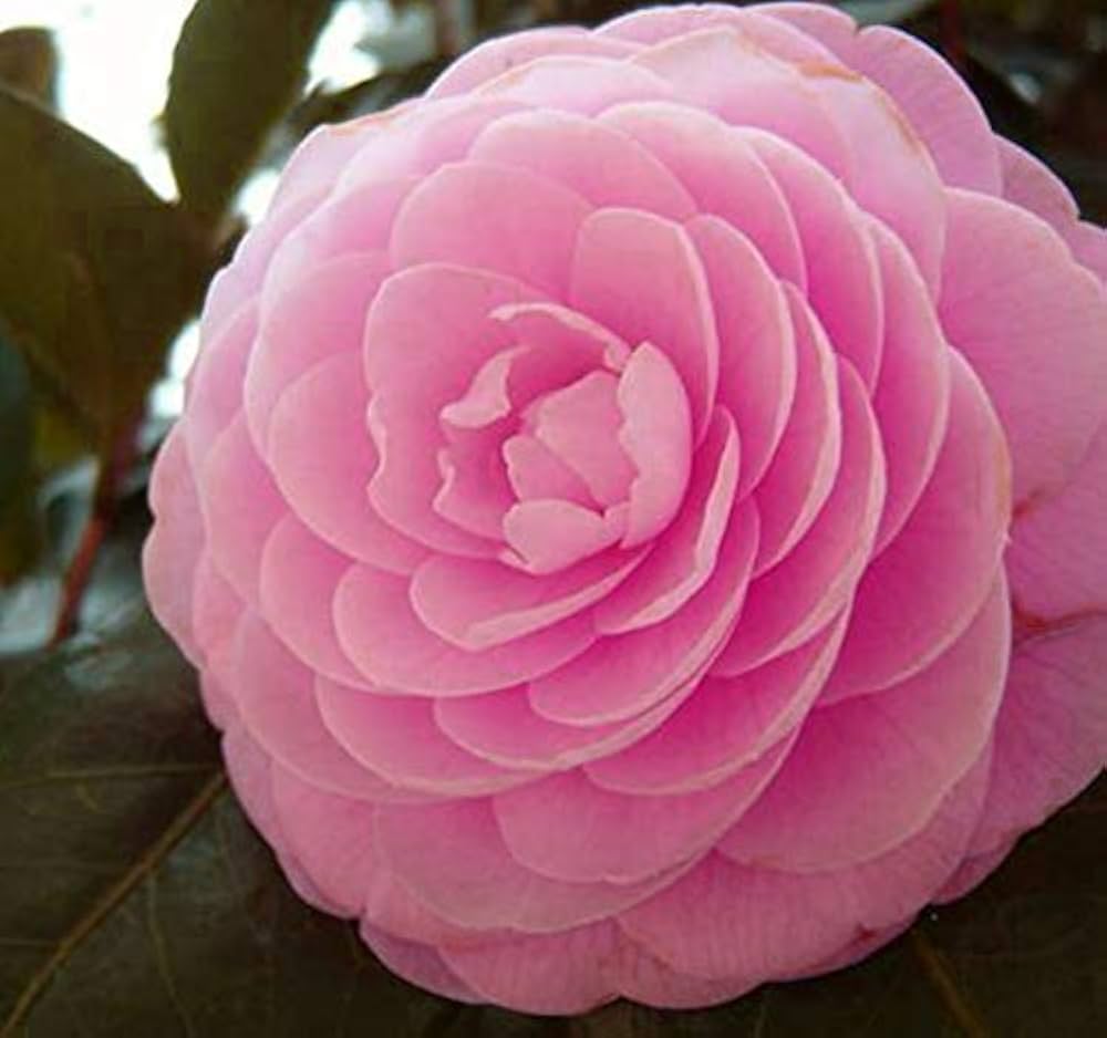 Camellia Japonica Seeds
