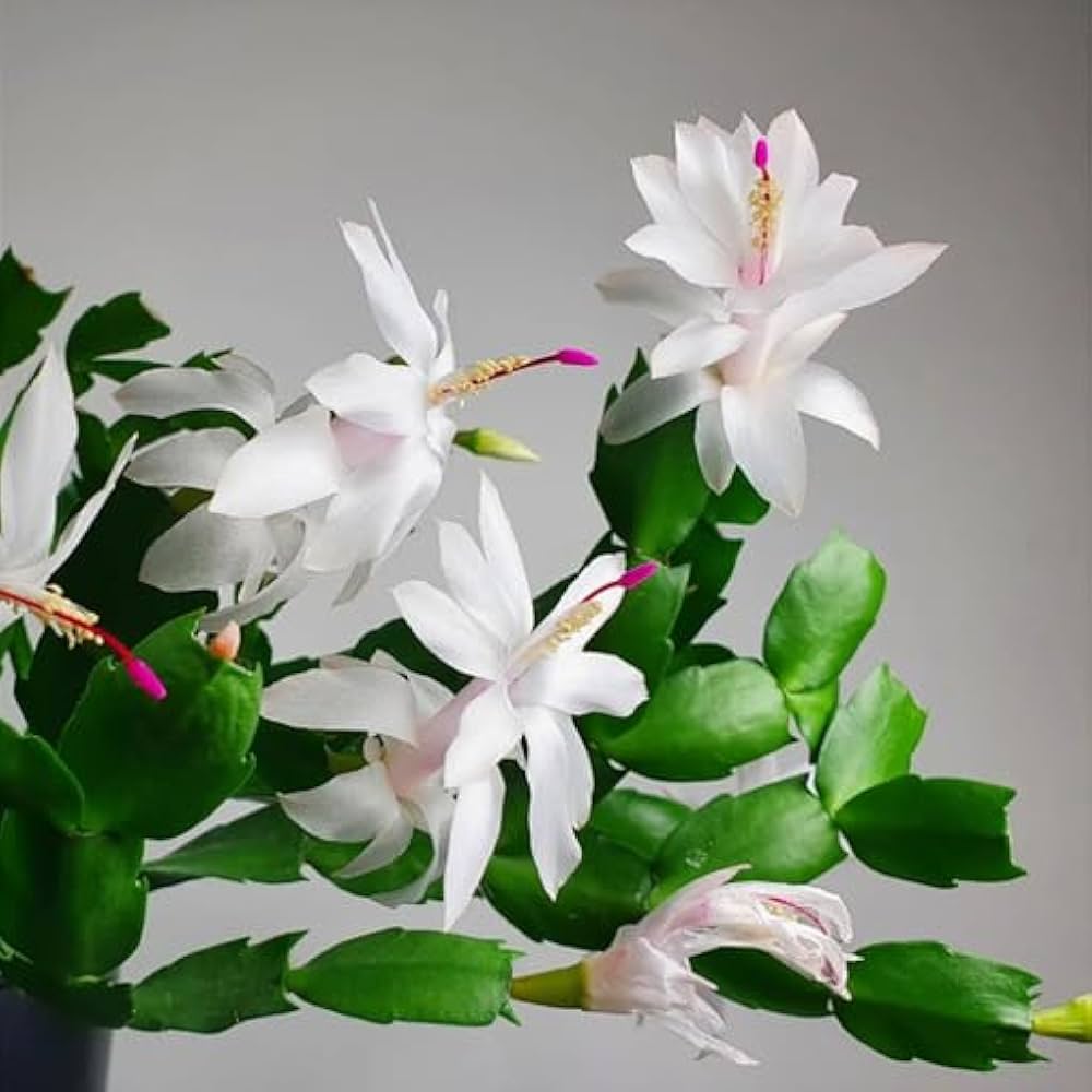 Pink White Schlumbergera Flower seeds for Planting Sun Loving Heirloom & GMO Free Seeds for Home Garden