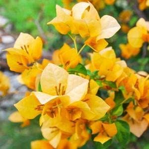 Bougainvillea Yellow Flower seeds for Planting - Cut Flower Favorite, Heirloom & GMO Free Seeds for Home Garden
 
 Sale seeds for planting in home garden