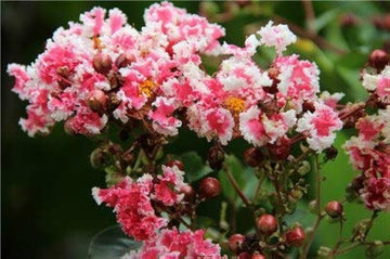 Mixed Crepe Myrtle Flower seeds for Planting - Bright Blooms, Heirloom & GMO Free Seeds for Home Garden