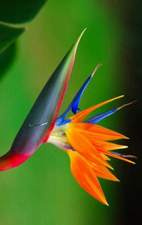 Green Strelitzia Reginae Seeds Flower seeds for Planting Wildflower Mix Heirloom & GMO Free Seeds for Home Garden