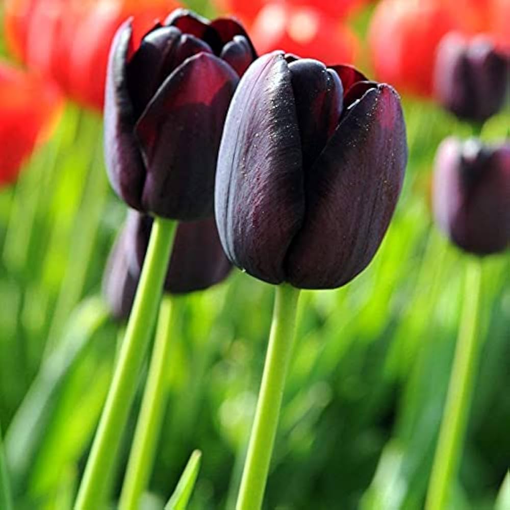 Dark-toned Tulip flowers creating a dramatic garden display
