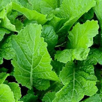 Heirloom Mustard Vegetable Seeds for Planting