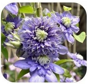 Purple Clematis Flower seeds for Planting - Fragrant Blossoms, Heirloom & GMO Free Seeds for Home Garden
 
 Sale seeds for home garden