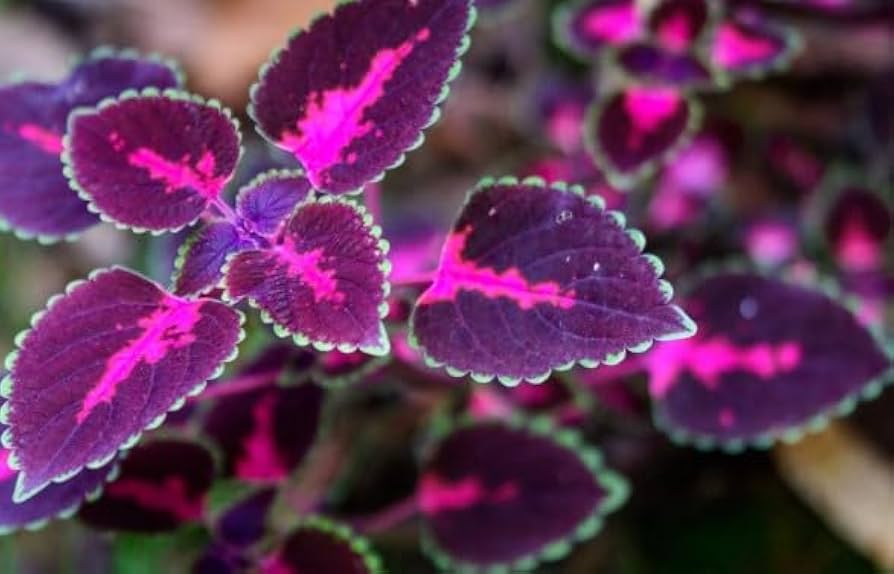 Black Pink Coleus Flower seeds for Planting Garden Favorite Heirloom & GMO Free Seeds for Home Garden