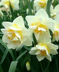 White Yellow Double Petals Narcissus Daffodil Seeds for Planting Shade Tolerant Heirloom & GMO Free Seeds for Home Garden
 
 Sale