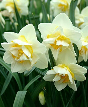 White Yellow Double Petals Narcissus Daffodil Seeds for Planting Shade Tolerant Heirloom & GMO Free Seeds for Home Garden
 
 Sale