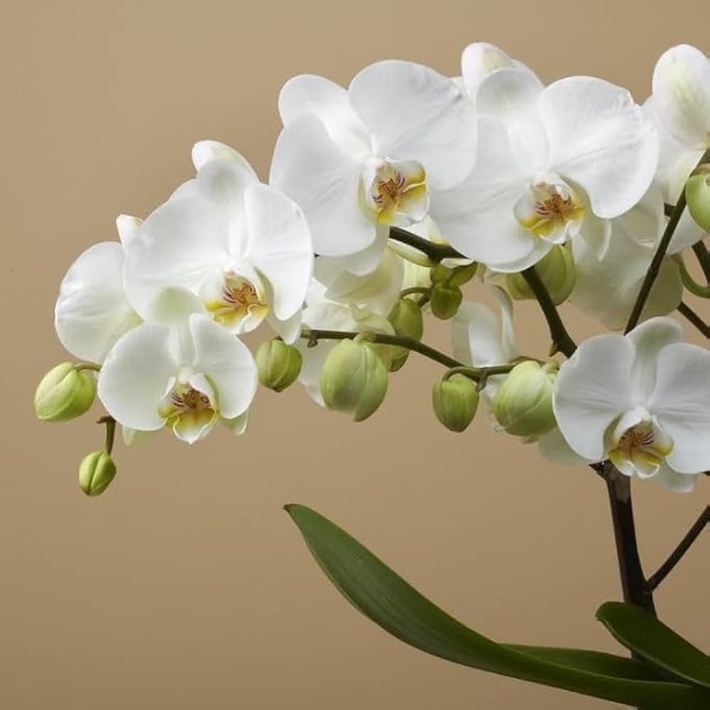Green White Phalaenopsis Flower Seeds for Planting Hardy Variety Heirloom & GMO Free Seeds for Home Garden
 
 Sale