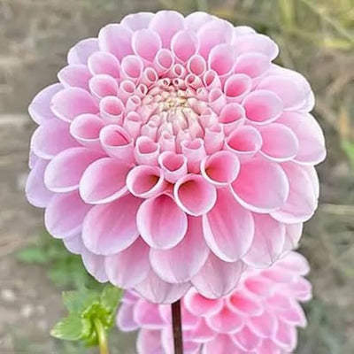 100 Pcs