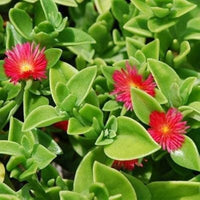 Aptenia Flower seeds for Planting Cottage Garden Essential Heirloom & GMO Free Seeds for Home Garden