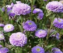 Light Violet Aster Callistephus Flower Seeds for Planting Drought Tolerant Heirloom & GMO Free Seeds for Home Garden
 
 Sale