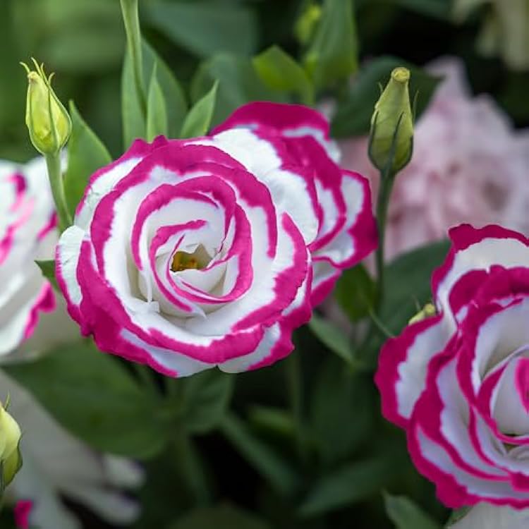 Sapphire Pink Eustoma (Lisianthus) Flower seeds for Planting Easy to Grow Heirloom & GMO Free Seeds for Home Garden 
 
 Sale