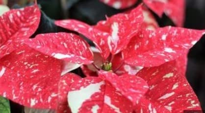 Red White Coleus Flower seeds for Planting Shade Tolerant Heirloom & GMO Free Seeds for Home Garden