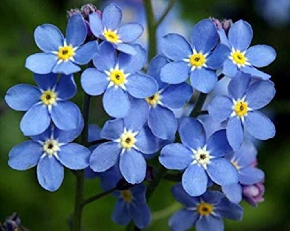 Forget Me Not Flower Planting Seeds - Create Beautiful Gardens with Charming Blooms