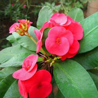 Euphorbia Milii Flower seeds for Planting Compact Growth Heirloom & GMO Free Seeds for Home Garden