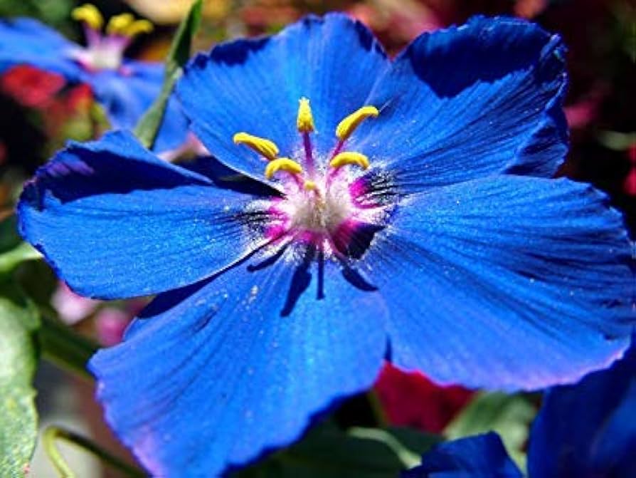 BLUE PIMPERNEL Seeds for Stunning Blue Flowers