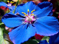 BLUE PIMPERNEL Seeds for Stunning Blue Flowers