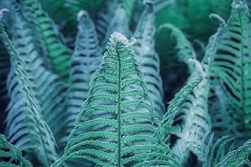 Blue Fern for Planting heirloom & Non GMO Seeds Colorful Display Heirloom & GMO Free Seeds for Home Garden
 
 Sale