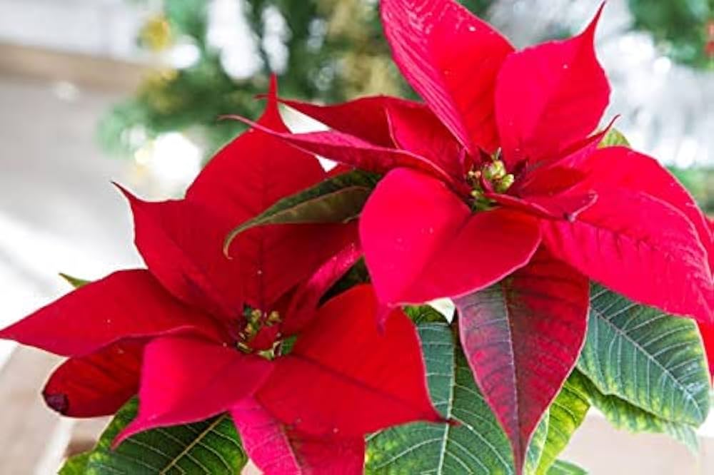 Red Green Poinsettia Flower seeds for Planting Rich Fragrance Heirloom & GMO Free Seeds For Home Garden 
 
 Sale
