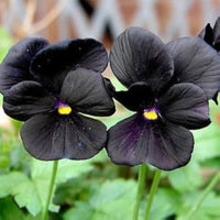 Black Pansy Flower Seeds Collection for Easy Planting