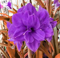 Purple Echte Amaryllis Flower seeds for Planting - Low Maintenance, Heirloom & GMO Free Seeds for Home Garden