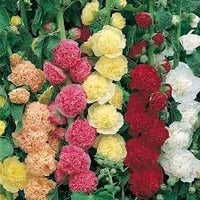 Mallow Alcea Rosea Flower seeds for Planting - Seasonal Bloomer, Heirloom & GMO Free Seeds for Home Garden
 
 Sale seeds for planting in home garden