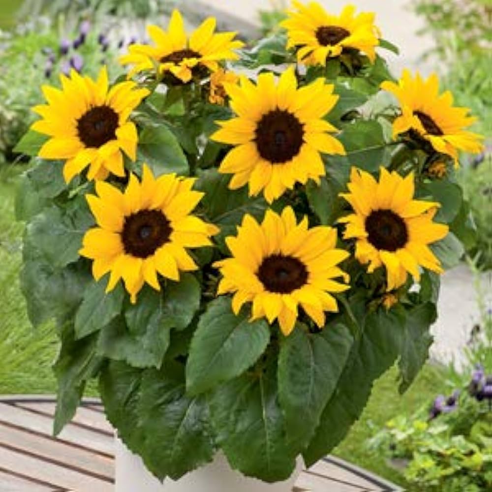 Mini Dwarf Sunflower Seeds – Bright Blooms at Just 40cm Tall