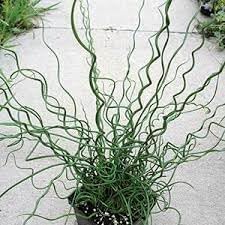 Heirloom Spiralis Flower seeds for Planting Easy to Grow Heirloom & GMO Free Seeds for Home Garden 
 
 Sale for planting in home garden