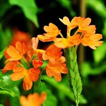 Firecracker Flower seeds for Planting - Vibrant Colors, Heirloom & GMO Free Seeds for Home Garden
 
 Sale for planting in home garden.