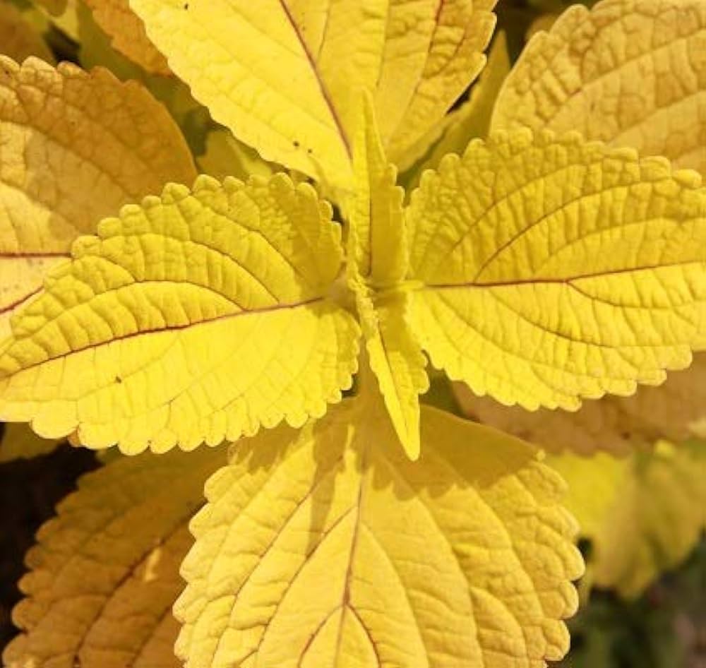 Yellow Coleus Flower seeds for Planting - Garden Favorite, Heirloom & GMO Free Seeds for Home Garden